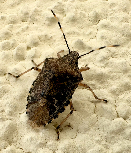 Mottled Stink Bug