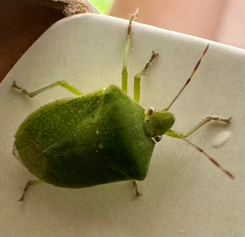 Southern Green Stink Bug