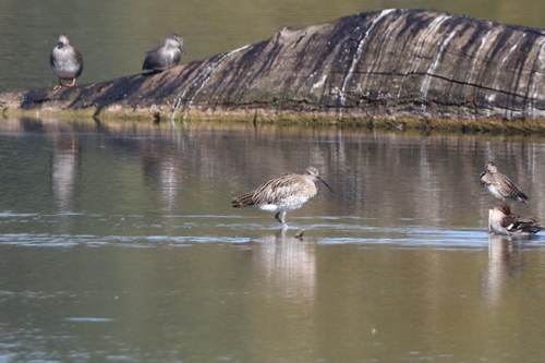 Eurasian Curlew