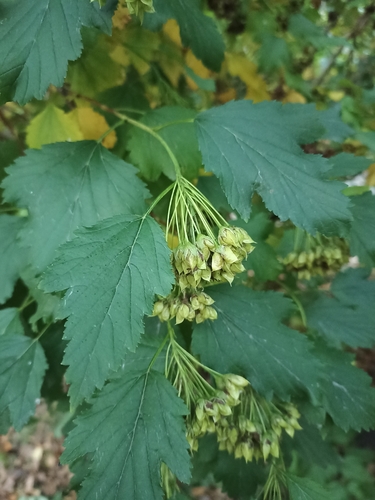 common ninebark