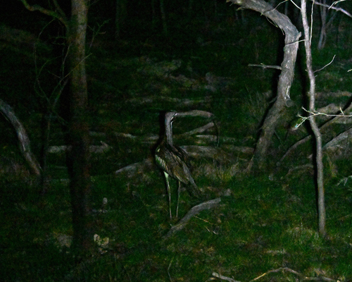 Bush Stone-curlew