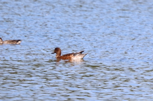 Eurasian Wigeon