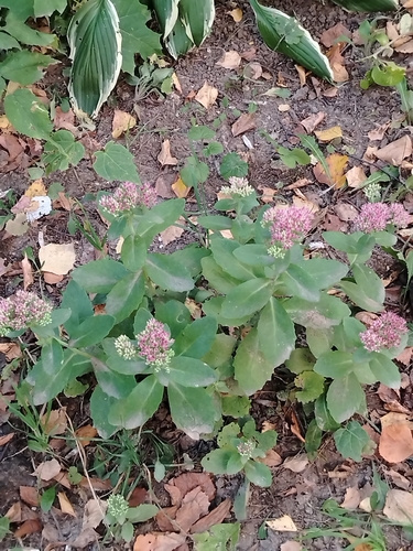 Наблюдение на iNaturalist