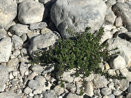 Gothic sandwort