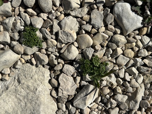 Gothic sandwort