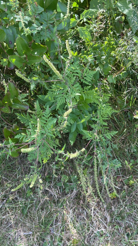 common ragweed