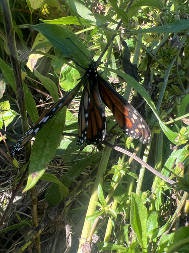 Monarch