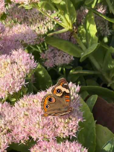 Common Buckeye
