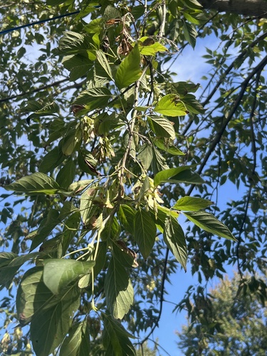 box elder