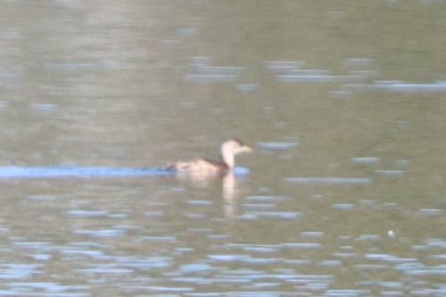 Little Grebe