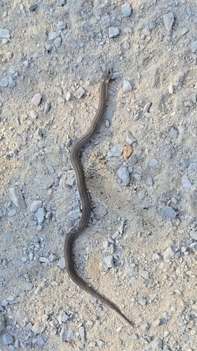 Red-bellied Snake