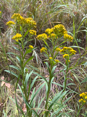 Solidago riddellii, photograph author not stated, no rights reserved