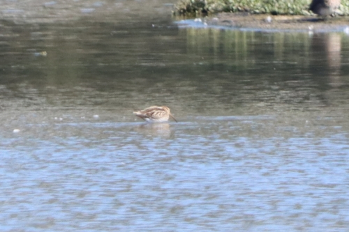 Common Snipe