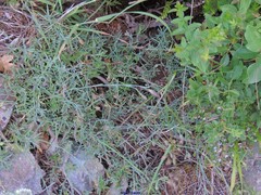 Cruciata glabra