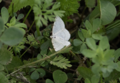 Stegania trimaculata