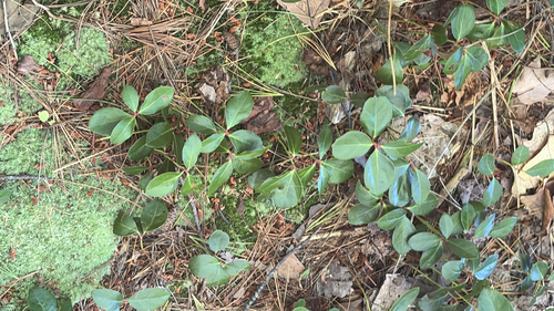 Eastern Teaberry