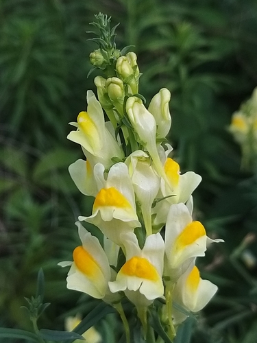 common toadflax