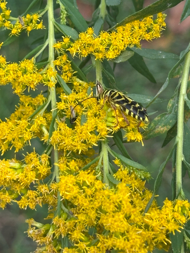 Locust Borer