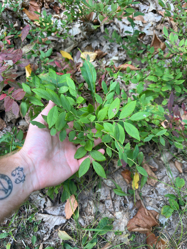 Vaccinium pallidum