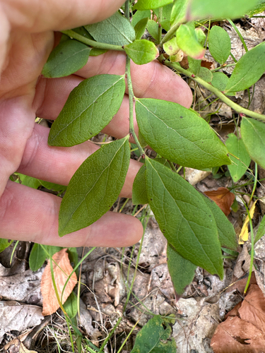 Vaccinium pallidum, photograph 2