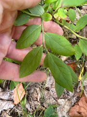 author not stated, no rights reserved Vaccinium pallidum, photograph author not stated, no rights reserved