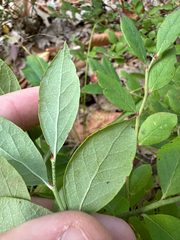 author not stated, no rights reserved Vaccinium pallidum, photograph author not stated, no rights reserved