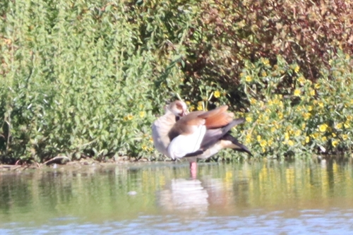 Egyptian Goose