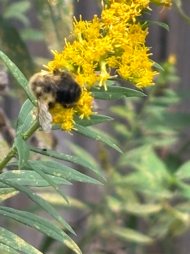Common Eastern Bumble Bee
