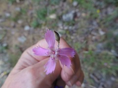 Dianthus lusitanus