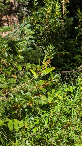 Rhododendron albiflorum