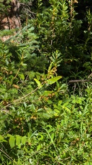 Rhododendron albiflorum