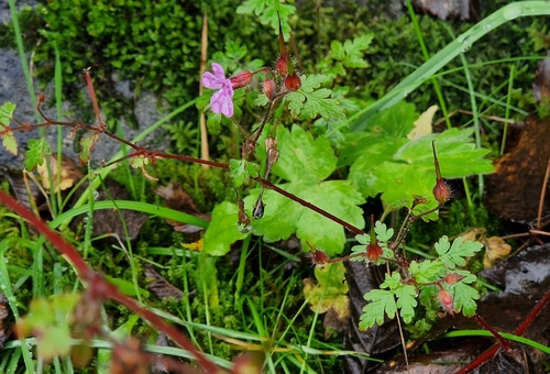 Herb Robert