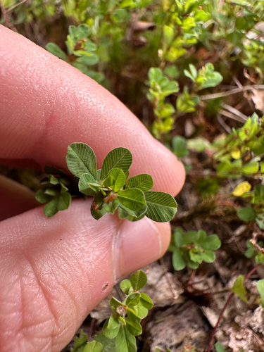 Kummerowia striata, photograph 2