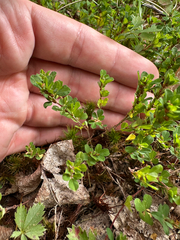Kummerowia striata