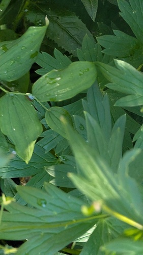 Aconitum columbianum, photograph 3