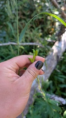 Aconitum columbianum