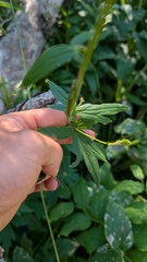 author not stated, no rights reserved Aconitum columbianum, photograph author not stated, no rights reserved