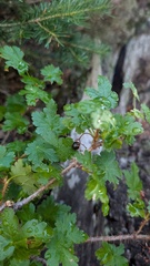 Ribes lacustre, photograph author not stated, no rights reserved
