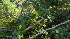 Ribes lacustre