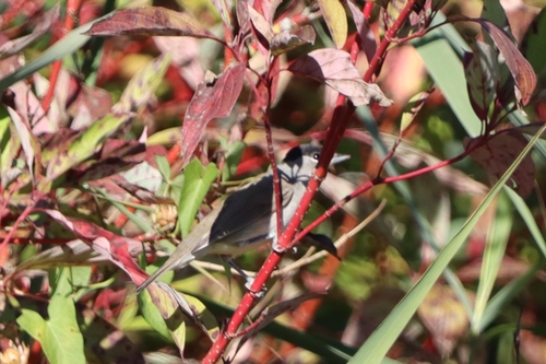 Eurasian Blackcap