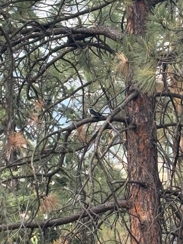 Hairy Woodpecker