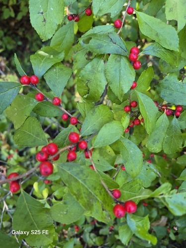 winterberry holly
