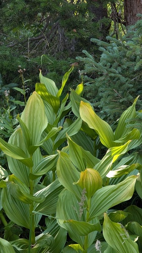 Veratrum californicum, photograph 1