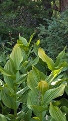 Veratrum californicum