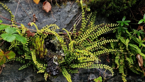 maidenhair spleenwort