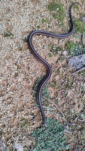 Common Garter Snake