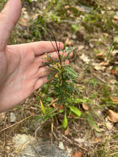 Lespedeza virginica, photograph 4