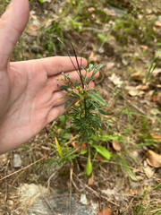 Lespedeza virginica, photograph author not stated, no rights reserved