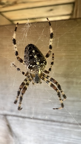 Cross Orbweaver