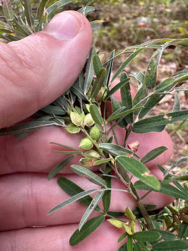 Lespedeza virginica, photograph 6